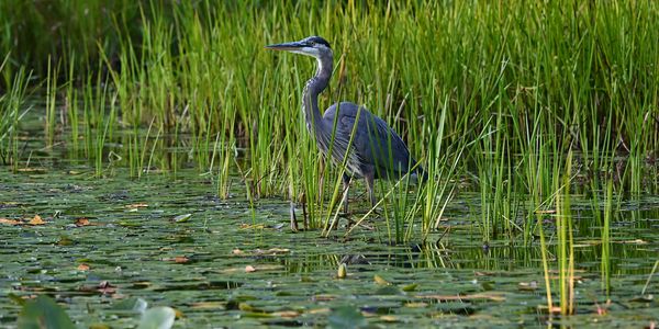 Floodplain Management